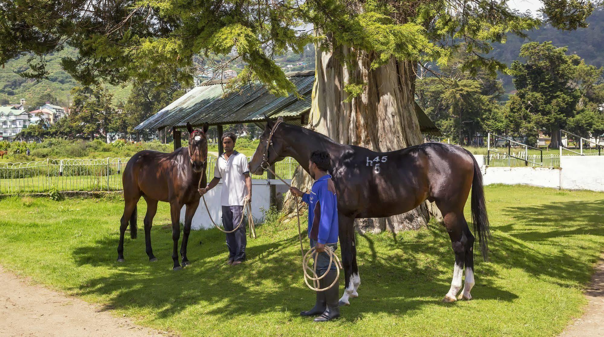 Hill Rise Luxury Villa & Stables By Edwards Collection Nuwara Eliya Eksteriør bilde